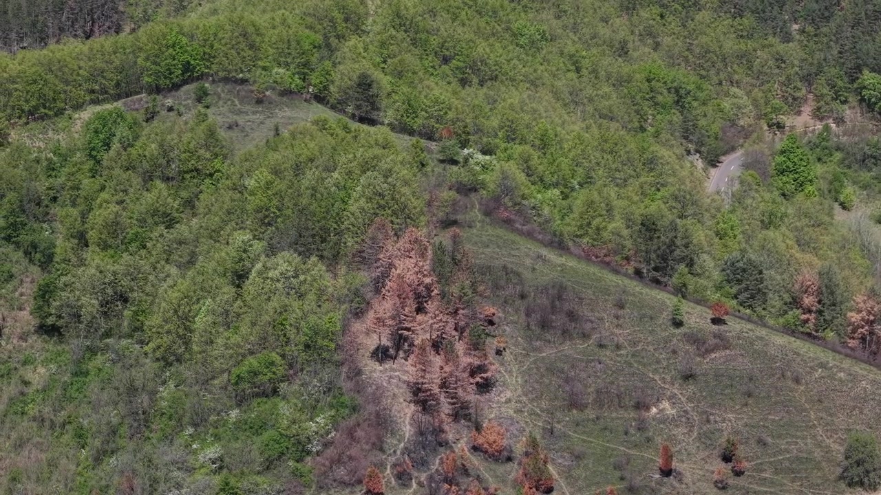 Uma vista aérea de uma encosta florestal mostrando um forte contraste entre folhagem verde exuberante e manchas de árvores mortas e marrons.