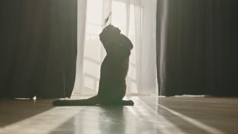 playful cat with toy