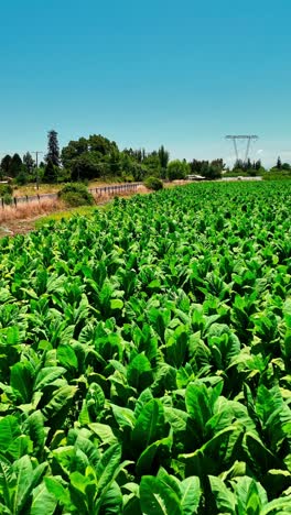 agriculture of tobacco industry, aerial view over tobacco fields in chile