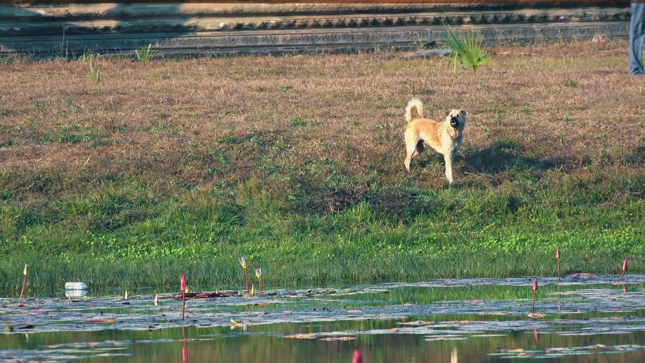 Medium Shot of Dog Barking by a Lake