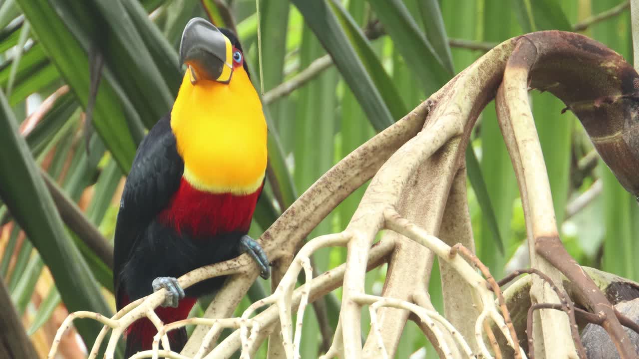 tucano de pico canal en un árbol dentro del bosque