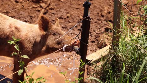 pig cools off with water from a hose