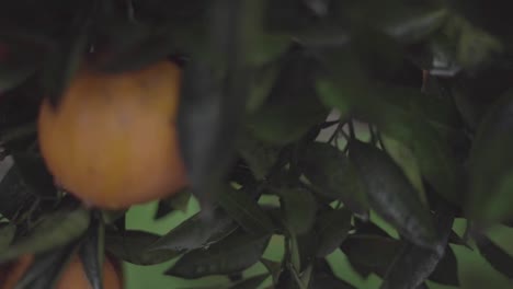orange tree on the reain