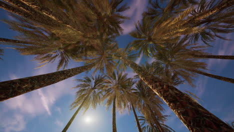 palm trees in the desert