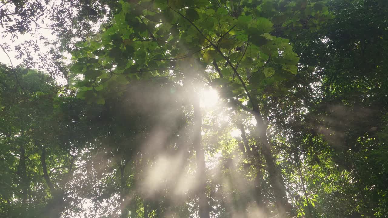 Beams Of Light Through The Trees And Smoke, Slow Motion