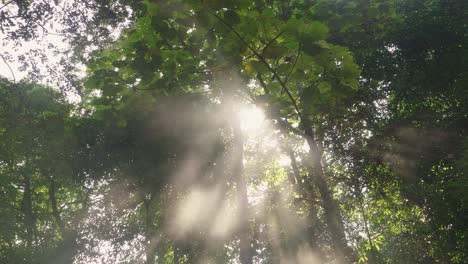 beams of light through the trees and smoke, slow motion