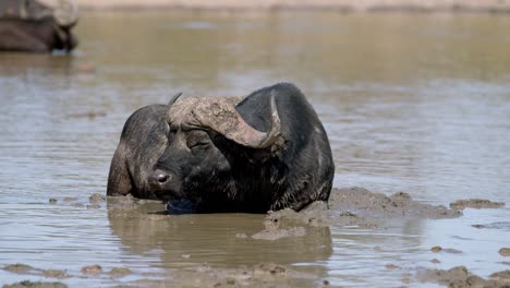 close up of african cape buffalo refreshing in river mud on hot day