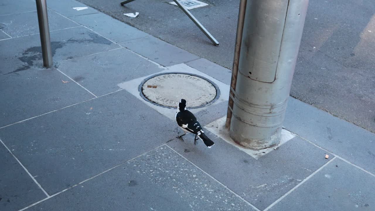 A magpie walks along a city sidewalk in Melbourne, Australia. The scene captures urban life with natural lighting and dynamic movement