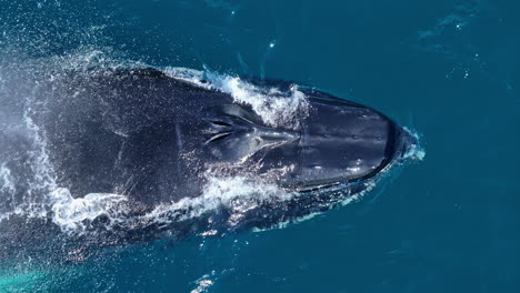 aerial top-down on head of humpback whale spouting through two blowholes