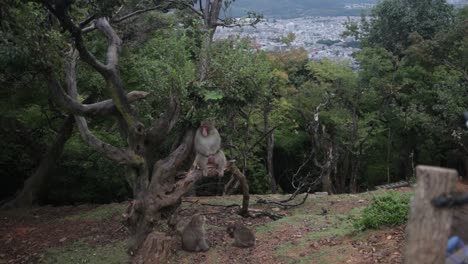 mono sentado en la rama en el parque de monos en kyoto, japón