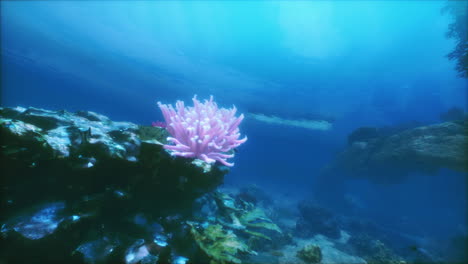 an underwater view of a coral reef with a scuba boat in the background