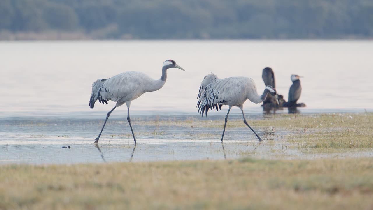 Group of cranes waking up at the roost during the wintering, within the lake, before dawn