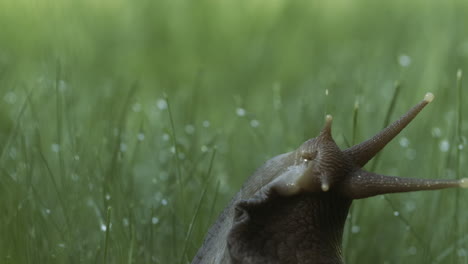 snail in dewy grass