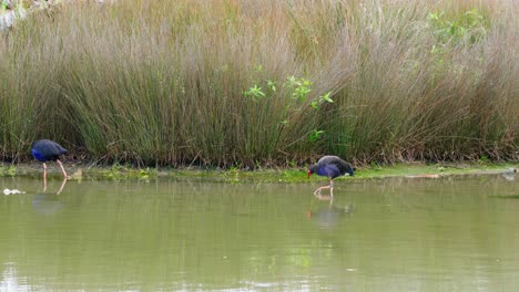 Pukekos-across-the-lake,-wild-bird-on-the-lake