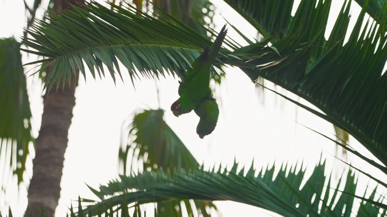 Green parrot hanging upside down from a palm tree branch in the wild, tropical setting
