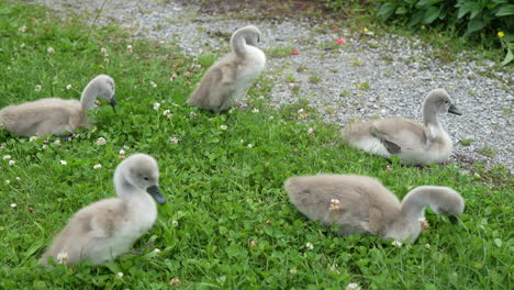 adorable young swan babies (cygnets) captured moving across lush green grass, near walensee in switzerland. scene highlights new life and the tranquility of nature in the swiss alps