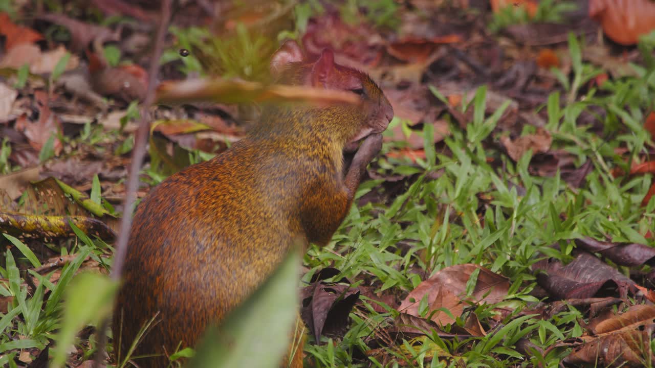 Agouti Eating on Forest Floor as Insect Flies Near Face