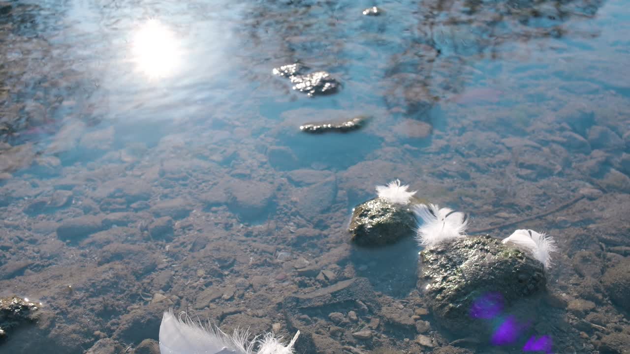 Closeup of white duck feather floating on crystal clear lake water – tranquil nature scene.