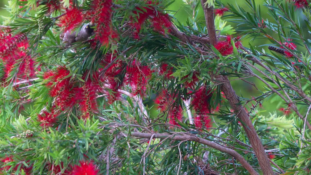 Bottle brush tree with red flowers and green leaves