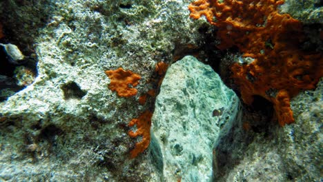 Peces-De-Pie-De-Espina-Oscura,-Pez-Conejo-De-Cola-Cuadrada-Nadando-En-Los-Arrecifes-De-Coral-De-La-Playa-De-Paralia-Emplisi,-Cefalonia,-Bajo-El-Agua