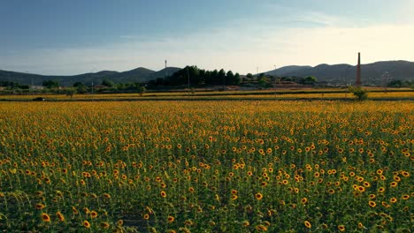 coche conduce a través de campos de girasoles