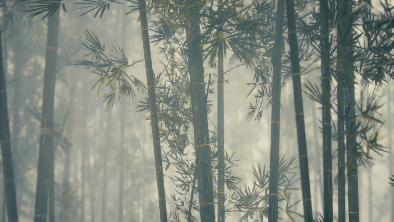 Bamboo forest shrouded in mist creates a serene and calming atmosphere