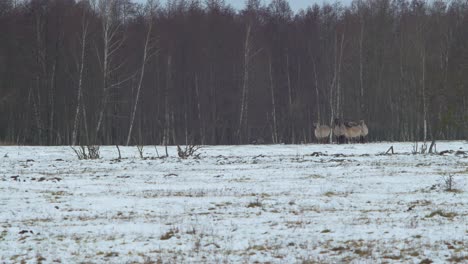 Group-of-wild-horses-looking-towards-the-camera-from-far-away,-wide-shot