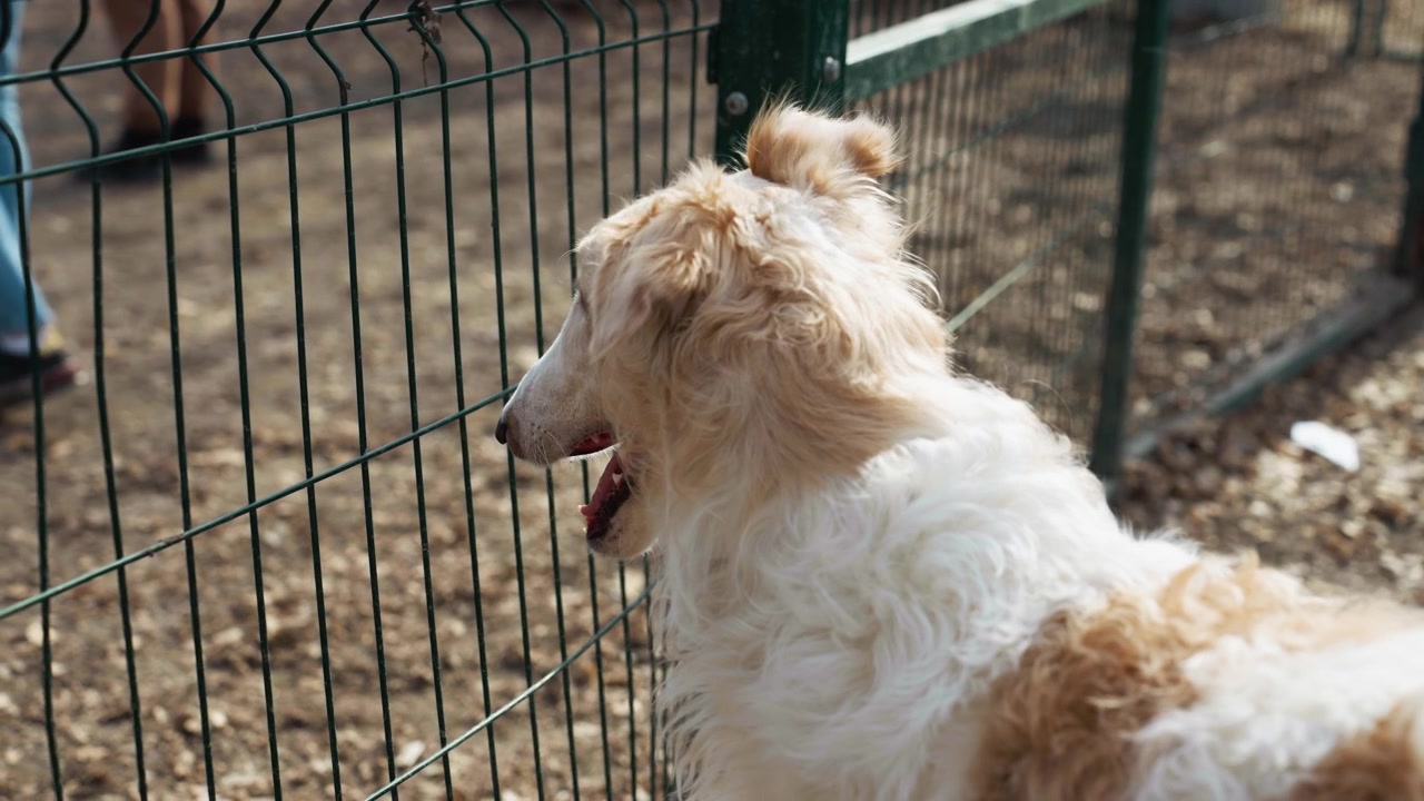 Cane bianco e marrone, dal pelo folto, dietro una recinzione metallica verde, guarda in lontananza. Lo sfondo mostra un'area esterna con terreno sterrato e le gambe di un'altra persona visibili oltre il recinto. Morbido.