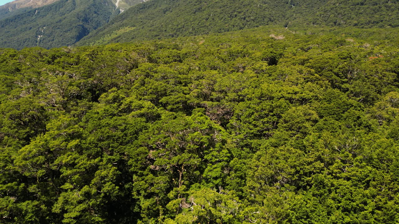 exuberante bosque tropical y majestuosos picos montañosos en el parque nacional de monte aspirante, nueva zelanda