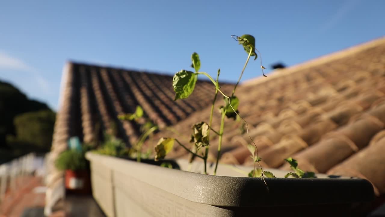 A young plant with some damaged leaves growing in a pot on a roof