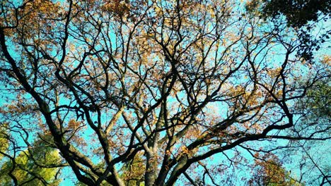 Luftaufnahme-Einer-Landstraße-Mit-Einem-Schwarzen-Auto-Im-Gelben-Und-Orangefarbenen-Herbstwald