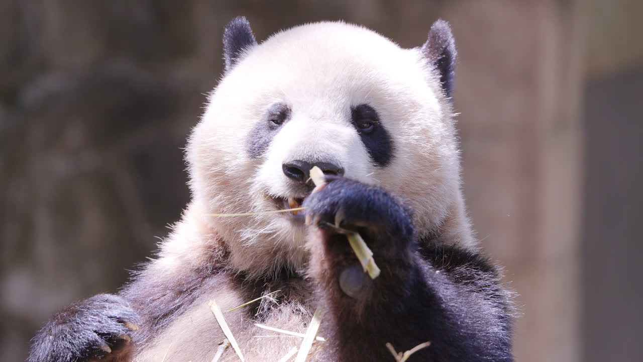 A close up of a panda eating