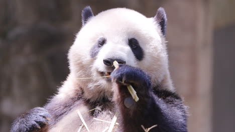 a close up of a panda eating