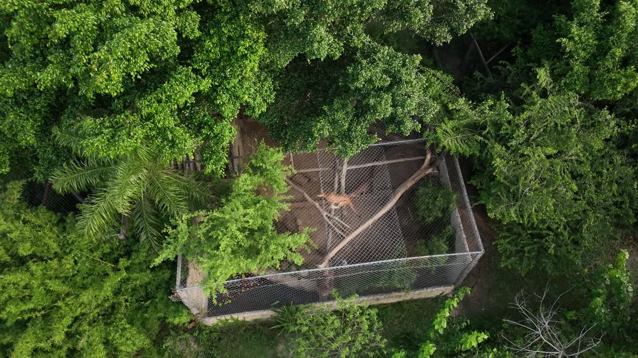 puma salvaje en una jaula en un centro de rescate de animales en bolivia