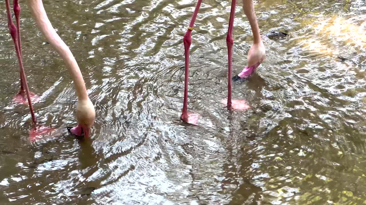 Flamingos gracefully wading in shallow water