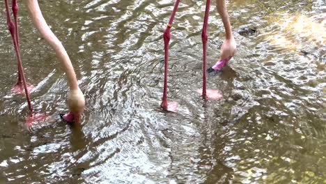 flamingos gracefully wading in shallow water