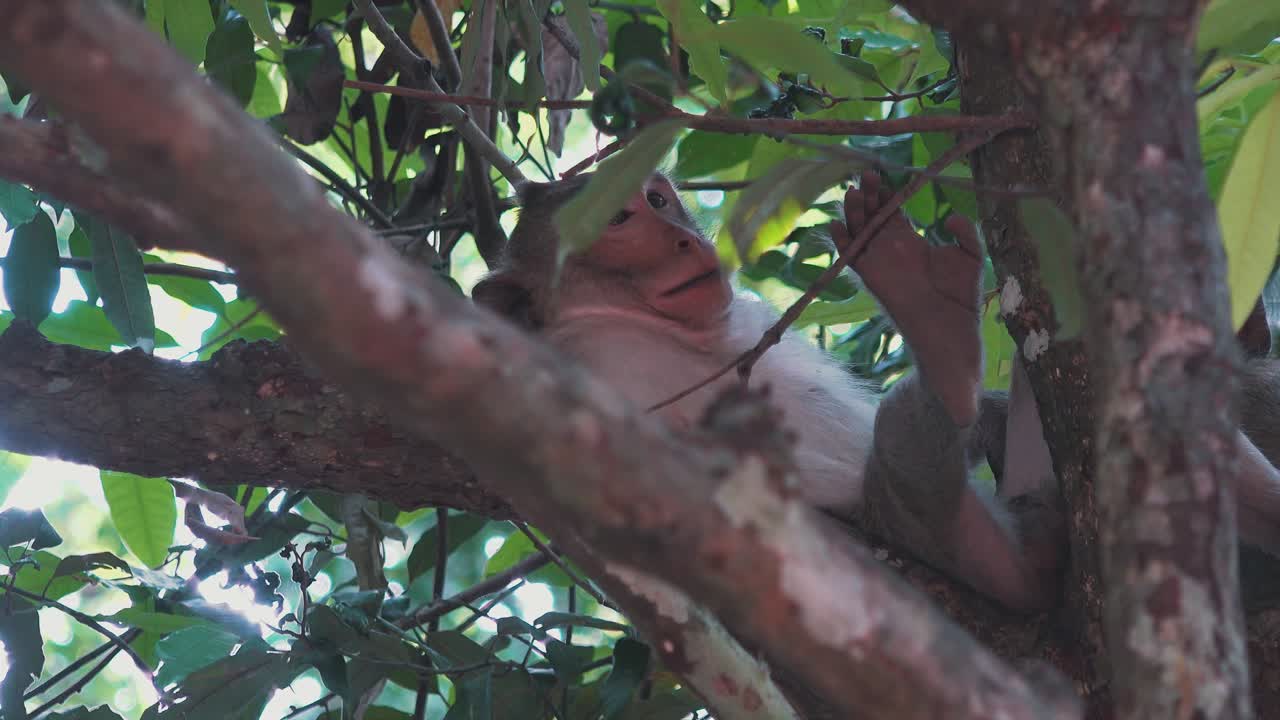 Macaque Monkey Trying to Sleep in the Jungle Trees