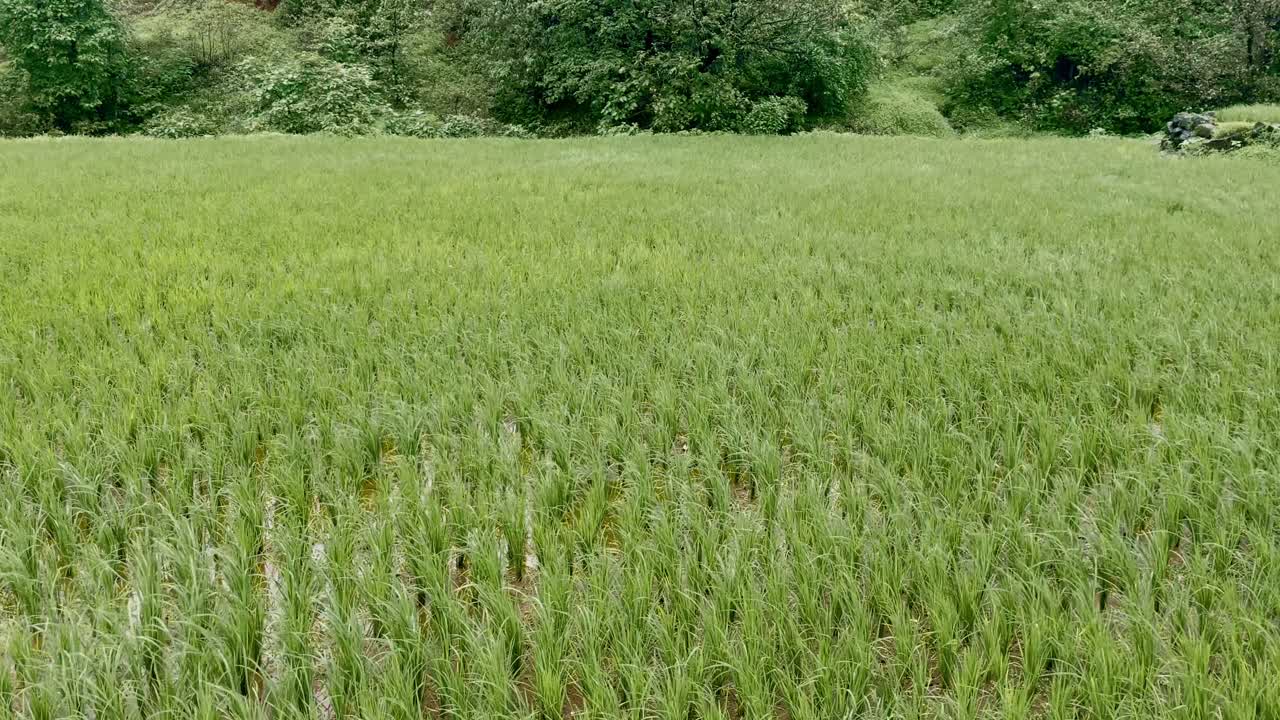 A scenic green farm in Bhandardhara, Maharashtra, India, bathed in daylight. Lush fields stretch across the landscape creating a peaceful and picturesque view