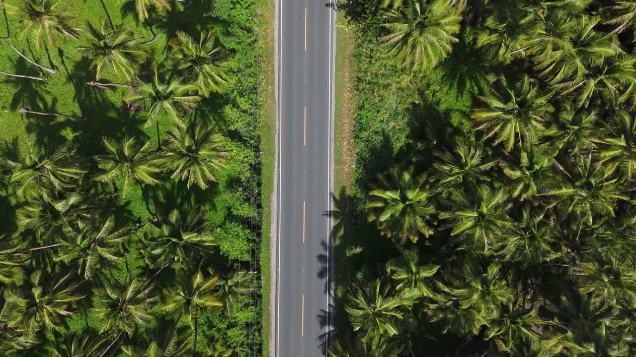 Aerial View of a Road Through Lush Palm Tree Plantation