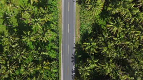 aerial view of a road through lush palm tree plantation