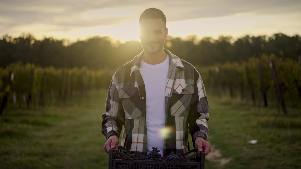 Man Harvesting Grapes in Vineyard at Sunset
