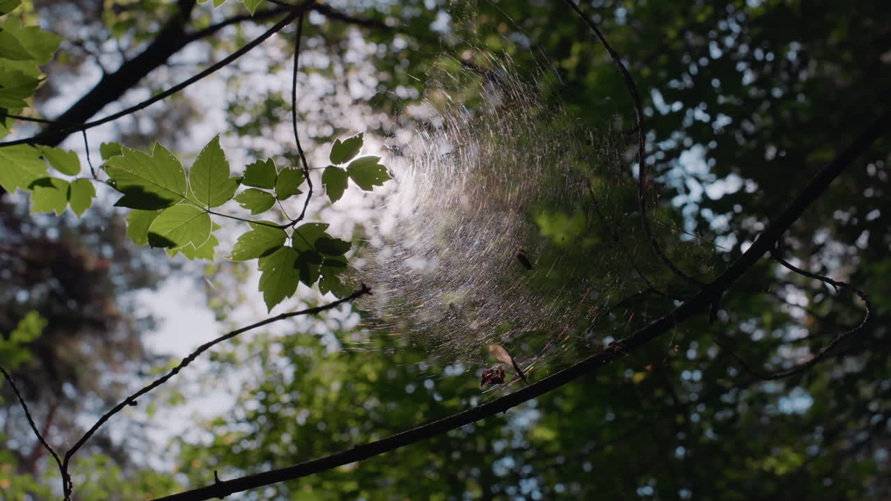 Sunlight shines through fresh green leaves onto delicate spider web stretched between branches, gentle rays sparkle across fine threads creating soft glow and tranquil dreamy forest atmosphere