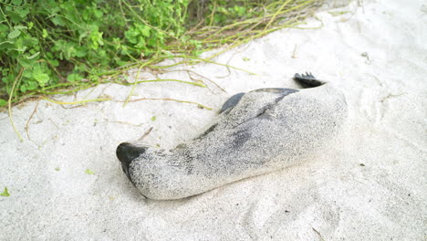 Galapagos-Sea-Lion-Rolling-Around-To-Cover-Itself-In-Sand-On-Playa-Punta-Beach-At-San-Cristobal-Island-In-The-Galapagos