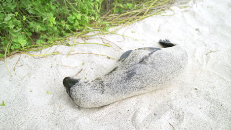 galapagos sea lion rolling around to cover itself in sand on playa punta beach at san cristobal island in the galapagos