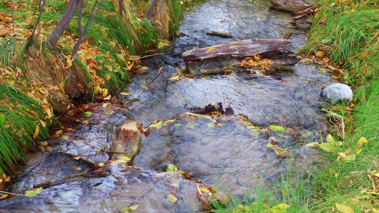arroyo de bosque con hojas de otoño en los humedales de nevada