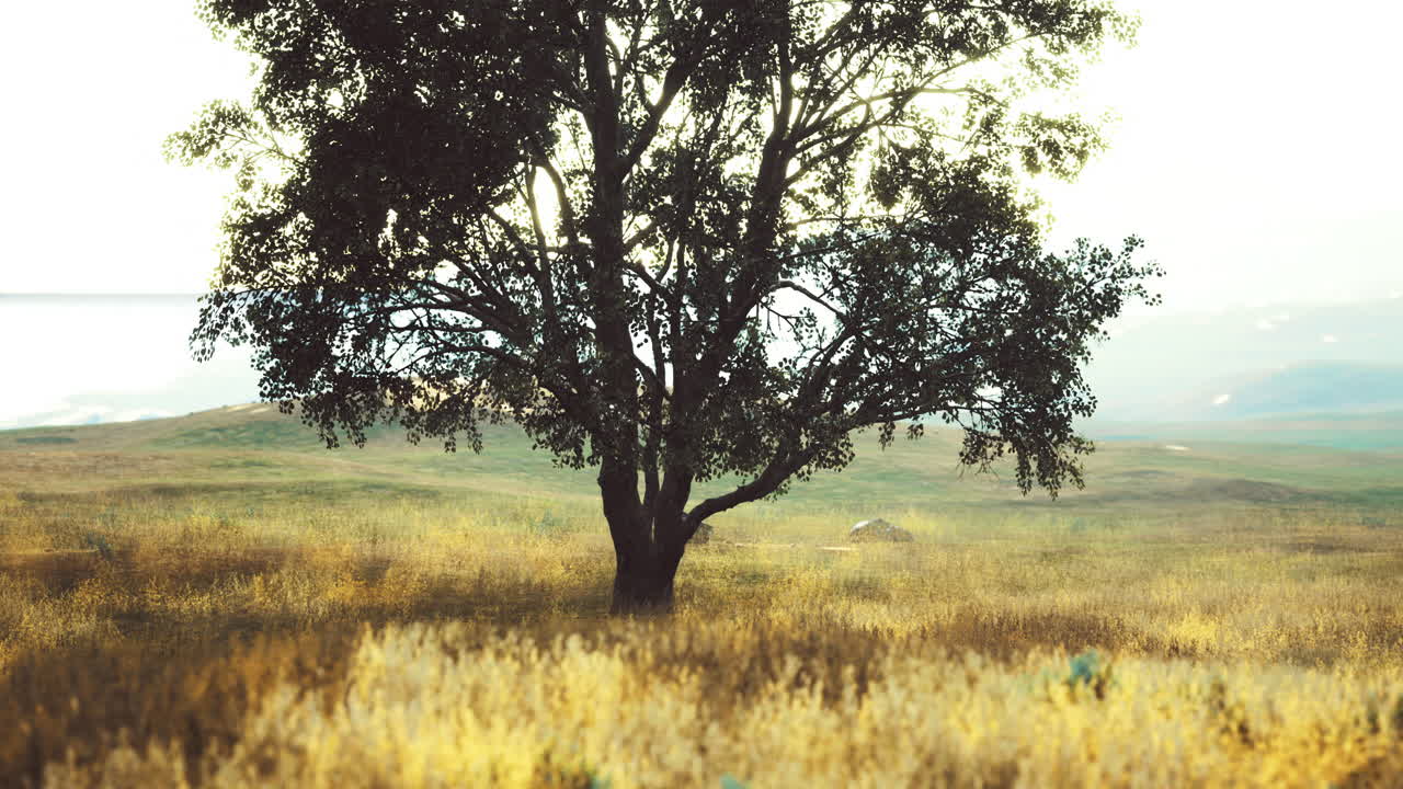 Solitary tree stands tall in golden fields during a tranquil afternoon