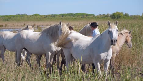 Vaquero-De-Pie-En-Un-Campo-Con-Sus-Caballos-En-Camargue,-Francia