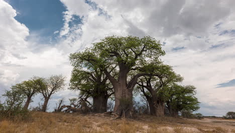 Nubes-Blancas-Rodando-Sobre-Los-Baines-Baobabs-En-Nxai-Pan-En-Makgadikgadi-Pan,-Botswana