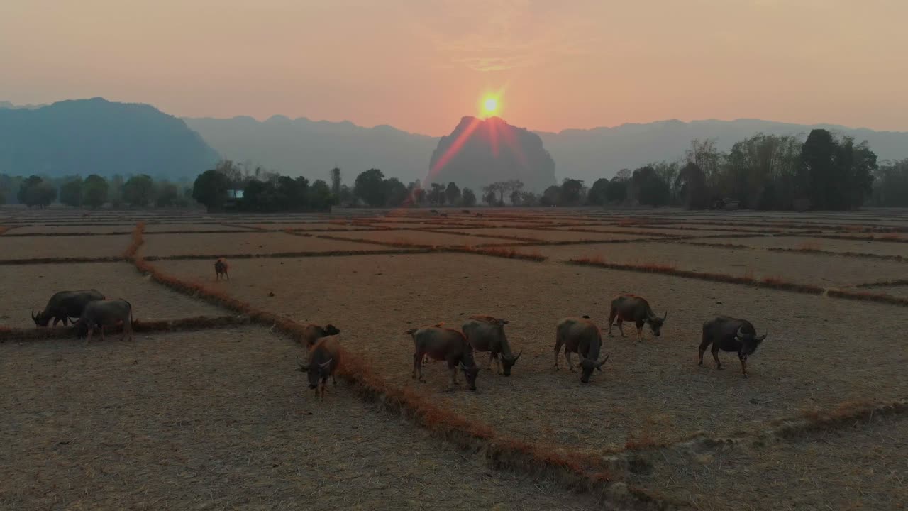 Bufali pascolano nella campagna crepuscolare di Thakhek. Laos, Khammouane