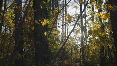 Sol-Brillando-A-Través-De-Los-árboles-En-El-Bosque